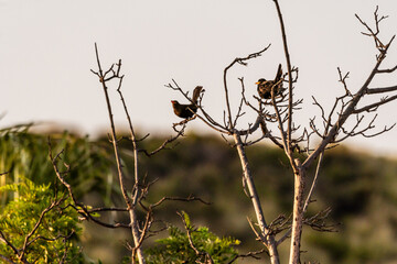 Turdus merula pertenece a la familia Turdidae.	