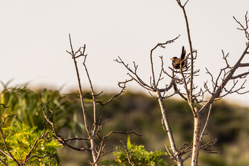 Turdus merula pertenece a la familia Turdidae.	