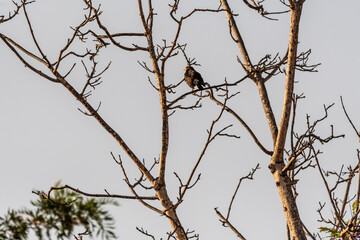 Turdus merula pertenece a la familia Turdidae.	