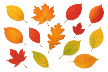 Autumn leaves falling softly against transparent backdrop, displaying warm orange and red seasonal palette