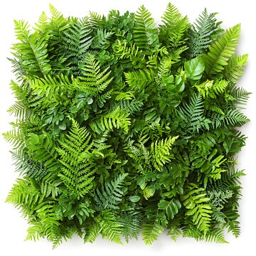 green grass on white background