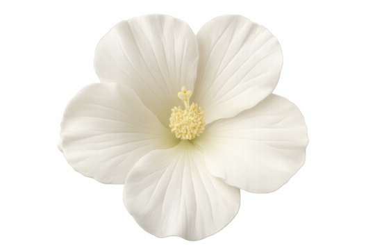 Pristine white hibiscus bloom revealing delicate yellow stamens, transparent backdrop