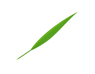 Single Green Leaf on Transparent Background