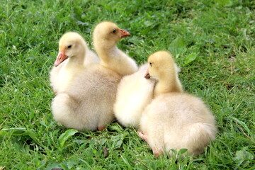 Little goslings are sitting on the green grass.