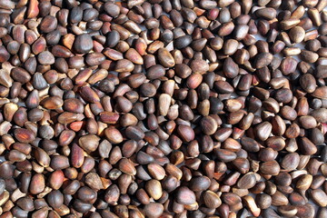 Cedar nut texture lying on the surface.