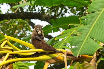 coati in the Corcovado National Park in Costa Rica