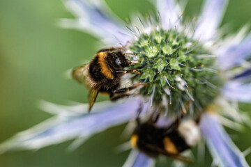 A CloseUp Image Featuring a Bumblebee on a Beautiful Purple Flower in Natures Splendor