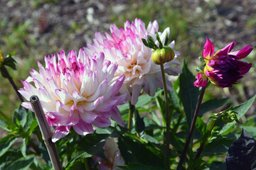 Purple and white flowers
