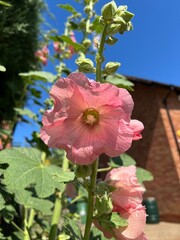 Hollyhock single bloomed flower with buds, Alcea rosea, on a sunny day. Blue sky and red brick building in soft focus in the background.