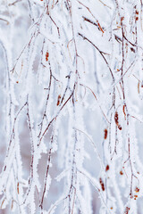 Nature patterns of frozen branches, close-up of frost-covered tree branches with snowy background,...