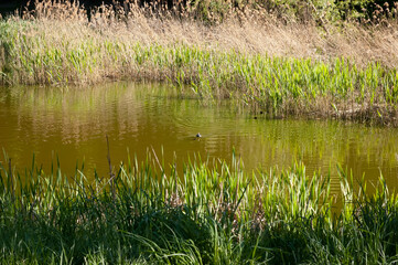 A dark duck swims on a green lake with several ducklings following behind. Reeds grow nearby under the bright summer sun.