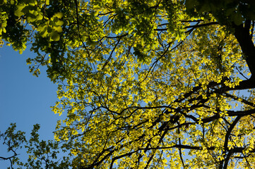 Oak tree branches with lush green leaves stretch across a bright blue sky. A sunny summer view full...