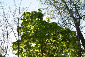 Lush green maple leaves stand out against a clear blue sky, with a few bare branches from nearby trees creating contrast in the bright summer light.
