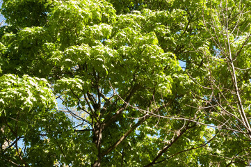 Maple branches with green leaves reach across the sky on a sunny day.