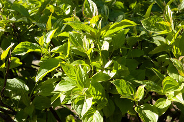 Bright green leaves in dense foliage glow under sunlight. The shot captures a leafy bush from a high angle, showing vivid summer textures and natural light.
