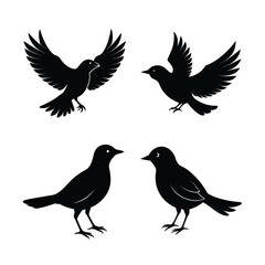 Fototapeta premium silhouette Bird