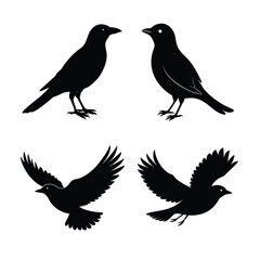 silhouette Bird