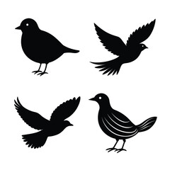Obraz premium silhouette Bird