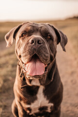 Close-up portrait of happy Cane Corso dog with tongue out at sunset
