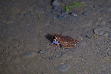 small brown frog in a rainforest in Costa Rica at night