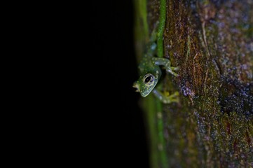 small tree frog at night in Costa Rica