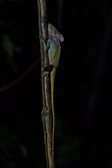 beautiful basilisk at night at the Osa peninsula in Costa Rica