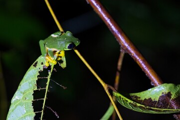 small tree frog at night in Costa Rica