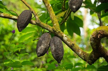 cacao fruit on a tree in Costa Rica