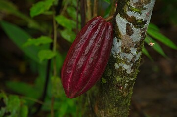 cacao fruit on a tree in Costa Rica