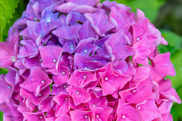Hortensie