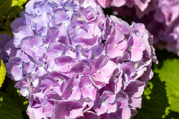 Hortensie