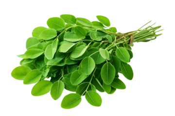 Freshly harvested moringa oleifera leaves bundle against black background for wellness, moringa oleifera, moringa leaves, drumstick tree, horseradish tree, ben oil tree, malunggay, green leaves, super