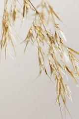 Dry pampas grass neutral beige color background close up. Plant texture. Scandinavian minimalistic   design poster. Copy space. Floral card