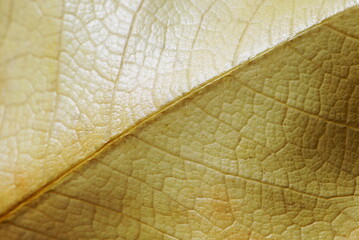 Dried autumnal leaf texture close up macro background. Dry magnolia leaf texture. Wallpaper, botanical poster