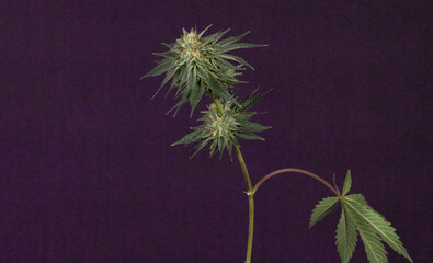 London mint cake variety of marijuana flower ripened bloom with violet wall