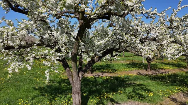 Les mirabelliers en fleurs blanches dans la Meuse, en Lorraine au printemps. Au sol il y a des pissenlits avec leurs fleur jaune. 