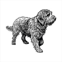 Wirehaired pointing griffon dog is standing isolated on white background