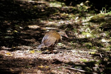 Weka, Kahurangi National Park, South Island, New Zealand