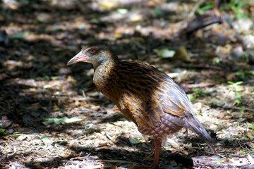 Weka, Kahurangi National Park, South Island, New Zealand