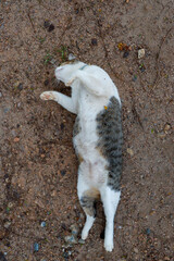 Obraz premium cat on the ground