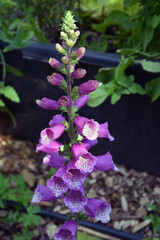Purple flowers in the garden