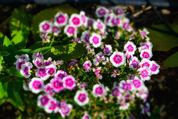 Pink flowers in the garden