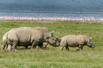 Obraz premium rhinoceros blanc, adulte et jeune, Ceratotherium simum , parc national du lac Nakuru , vallée du Rift, Kenya