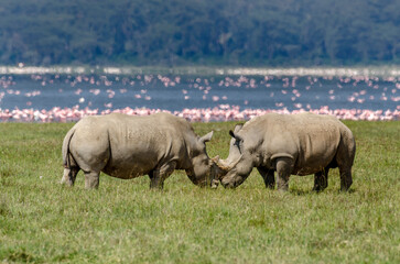 rhinoceros blanc, Ceratotherium simum, parc national du lac Nakuru, vallée du Rift,  Kenya