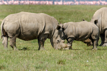 Obraz premium rhinoceros blanc, adulte et jeune, Ceratotherium simum , parc national du lac Nakuru , vallée du Rift, Kenya