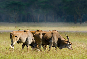 Elan du Cap, Taurotragus oryx, pique-bœuf à bec rouge, Buphagus erythrorhynchus, Afrique de l'Est