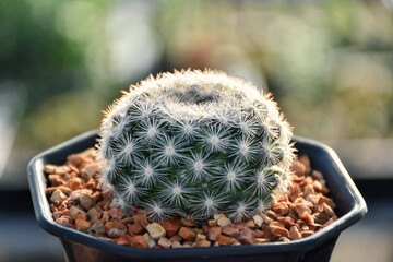 Variety of green cactus plants in pots. Cactus farming as a hobby concept. Small cactus collection succulent plant in mini pots, selective focus. Mini cactus in pot concept