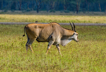 Elan du Cap, Taurotragus oryx, pique-bœuf à bec rouge, Buphagus erythrorhynchus, Afrique de l'Est