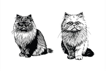 Fluffy persian cats are sitting and looking forward, isolated on white background