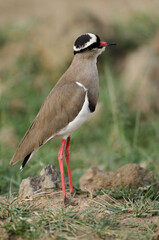 Vanneau couronné,
Vanellus coronatus, Crowned Lapwing, Afrique